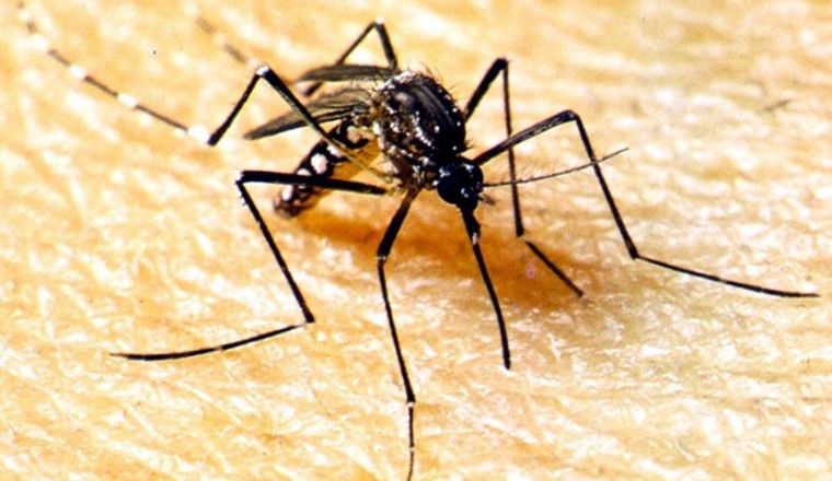 Secretaria de Estado de Saúde alerta sobre nova cepa da dengue identificada em Mato Grosso (Crédito: Reprodução)
